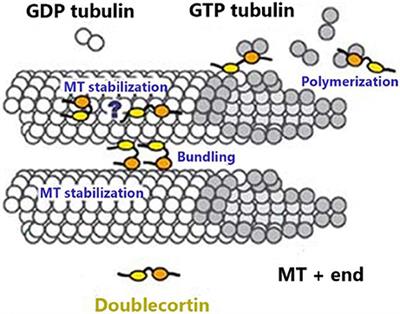 Distinct Features of Doublecortin as a Marker of Neuronal Migration and Its Implications in Cancer Cell Mobility